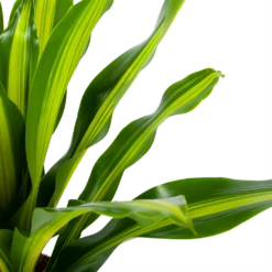 Dracaena Burley - Drakenbloedboom - P24 H90 - Kamerplant -Planten Winkel dracaena burley drakenbloedboom p24 h90 5 1