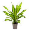 Dracaena Charley - Drakenbloedboom - P24 H95 - Kamerplant 1 Dracaena Charley - Drakenbloedboom - P24 H95 - Kamerplant -Planten Winkel dracaena charley drakenbloedboom p24 h95 1