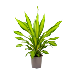 Dracaena Charley - Drakenbloedboom - P24 H95 - Kamerplant -Planten Winkel dracaena charley drakenbloedboom p24 h95 3