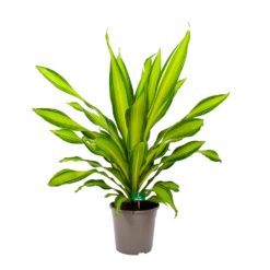 Dracaena Charley - Drakenbloedboom - P24 H95 - Kamerplant -Planten Winkel dracaena charley drakenbloedboom p24 h95 4