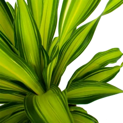 Dracaena Charley - Drakenbloedboom - P24 H95 - Kamerplant -Planten Winkel dracaena charley drakenbloedboom p24 h95 5