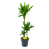 Dracaena Cintho - Op Stam - Drakenbloedboom - P21 H100 - Kamerplant 1 Dracaena Cintho - Op Stam - Drakenbloedboom - P21 H100 - Kamerplant -Planten Winkel dracaena cintho op stam drakenbloedboom p21 h100 1 1