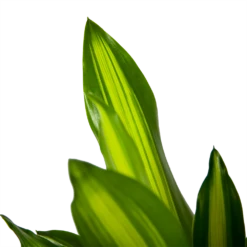 Dracaena Cintho - Op Stam - Drakenbloedboom - P21 H100 - Kamerplant -Planten Winkel dracaena cintho op stam drakenbloedboom p21 h100 6 1