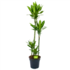 Dracaena Cintho - Op Stam - Drakenbloedboom - P27 H150 - Kamerplant 1 Dracaena Cintho - Op Stam - Drakenbloedboom - P27 H150 - Kamerplant -Planten Winkel dracaena cintho op stam drakenbloedboom p27 h150 1 1