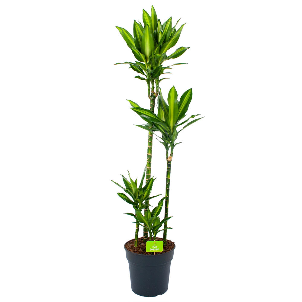 Dracaena Cintho - Op Stam - Drakenbloedboom - P27 H150 - Kamerplant 3 Dracaena Cintho - Op Stam - Drakenbloedboom - P27 H150 - Kamerplant