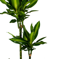 Dracaena Cintho - Op Stam - Drakenbloedboom - P27 H150 - Kamerplant 7 Dracaena Cintho - Op Stam - Drakenbloedboom - P27 H150 - Kamerplant -Planten Winkel dracaena cintho op stam drakenbloedboom p27 h150 5 1
