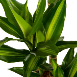 Dracaena Cintho - Op Stam - Drakenbloedboom - P27 H150 - Kamerplant 8 Dracaena Cintho - Op Stam - Drakenbloedboom - P27 H150 - Kamerplant -Planten Winkel dracaena cintho op stam drakenbloedboom p27 h150 6 1