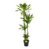 Dracaena Cintho - Op Stam - Drakenbloedboom - P27 H190 - Kamerplant 1 Dracaena Cintho - Op Stam - Drakenbloedboom - P27 H190 - Kamerplant -Planten Winkel dracaena cintho op stam drakenbloedboom p27 h190 1