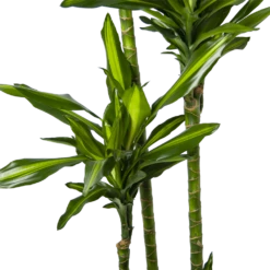 Dracaena Cintho - Op Stam - Drakenbloedboom - P27 H190 - Kamerplant -Planten Winkel dracaena cintho op stam drakenbloedboom p27 h190 6