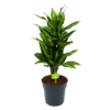 Dracaena Cintho - Vertakt - Drakenbloedboom - P21 H70 - Kamerplant -Planten Winkel dracaena cintho vertakt drakenbloedboom p21 h70 1 1