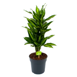 Dracaena Cintho - Vertakt - Drakenbloedboom - P21 H70 - Kamerplant