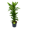 Dracaena Cintho - Vertakt - Drakenbloedboom - P27 H120 - Kamerplant 1 Dracaena Cintho - Vertakt - Drakenbloedboom - P27 H120 - Kamerplant -Planten Winkel dracaena cintho vertakt drakenbloedboom p27 h120 1 3