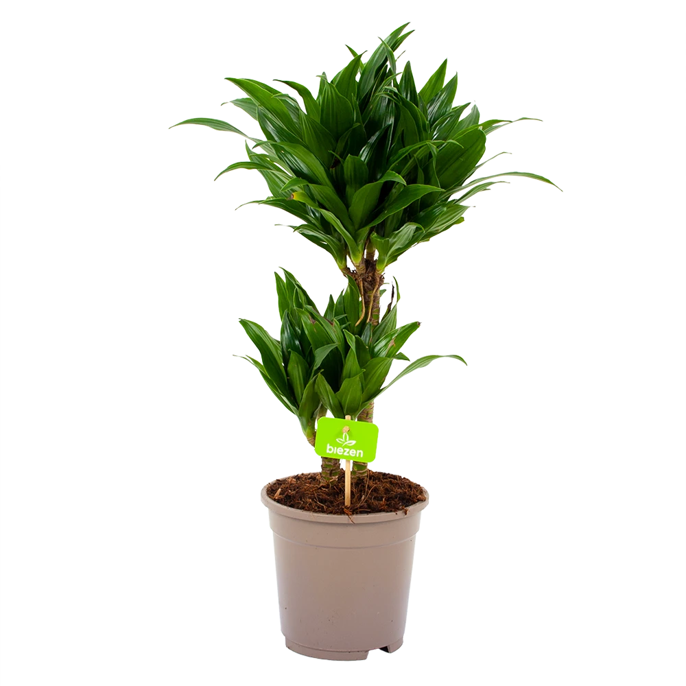 Dracaena Compacta - Op Stam - Drakenbloedboom - P17 H55 - Kamerplant 3 Dracaena Compacta - Op Stam - Drakenbloedboom - P17 H55 - Kamerplant