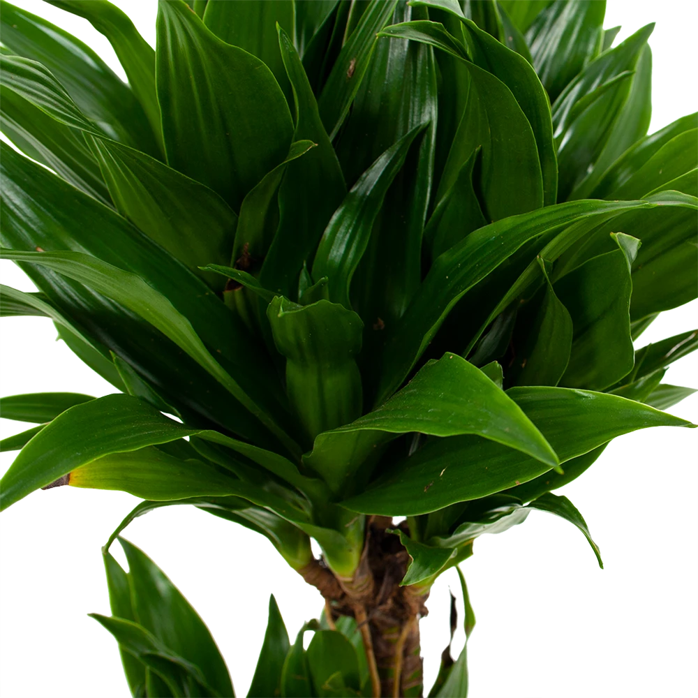 Dracaena Compacta - Op Stam - Drakenbloedboom - P17 H55 - Kamerplant 4 Dracaena Compacta - Op Stam - Drakenbloedboom - P17 H55 - Kamerplant - Afbeelding 2