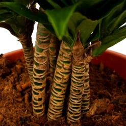 Dracaena Compacta - Vertakt - Drakenbloedboom - P27 H100 - Kamerplant -Planten Winkel dracaena compacta vertakt drakenbloedboom p27 h100 6 1