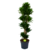 Dracaena Compacta - Vertakt - Drakenbloedboom - P34 H170 - Kamerplant -Planten Winkel dracaena compacta vertakt drakenbloedboom p34 h170 1 1