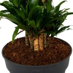 Dracaena Compacta - Vertakt - Drakenbloedboom - P34 H170 - Kamerplant 8 Dracaena Compacta - Vertakt - Drakenbloedboom - P34 H170 - Kamerplant -Planten Winkel dracaena compacta vertakt drakenbloedboom p34 h170 6 1