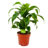 Dracaena Dorado - Drakenbloedboom - P17 H55 - Kamerplant 2 Dracaena Dorado - Drakenbloedboom - P17 H55 - Kamerplant -Planten Winkel dracaena dorado drakenbloedboom p17 h55 4