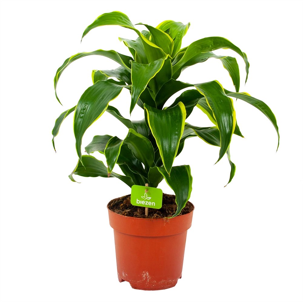 Dracaena Dorado - Drakenbloedboom - P17 H55 - Kamerplant 3 Dracaena Dorado - Drakenbloedboom - P17 H55 - Kamerplant