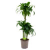 Dracaena Dorado - Op Stam - Drakenbloedboom - P21 H100 - Kamerplant 1 Dracaena Dorado - Op Stam - Drakenbloedboom - P21 H100 - Kamerplant -Planten Winkel dracaena dorado drakenbloedboom p21 h100 4