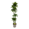 Dracaena Dorado - Op Stam - Drakenbloedboom - P27 H180 - Kamerplant -Planten Winkel dracaena dorado op stam drakenbloedboom p27 h180 kamerplant 1