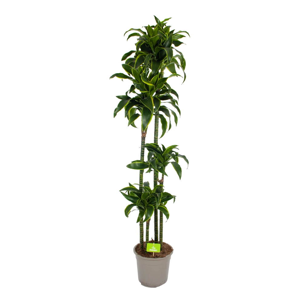 Dracaena Dorado - Op Stam - Drakenbloedboom - P27 H180 - Kamerplant 3 Dracaena Dorado - Op Stam - Drakenbloedboom - P27 H180 - Kamerplant