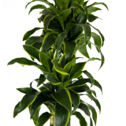 Dracaena Dorado - Op Stam - Drakenbloedboom - P27 H180 - Kamerplant 8 Dracaena Dorado - Op Stam - Drakenbloedboom - P27 H180 - Kamerplant -Planten Winkel dracaena dorado op stam drakenbloedboom p27 h180 kamerplant 3
