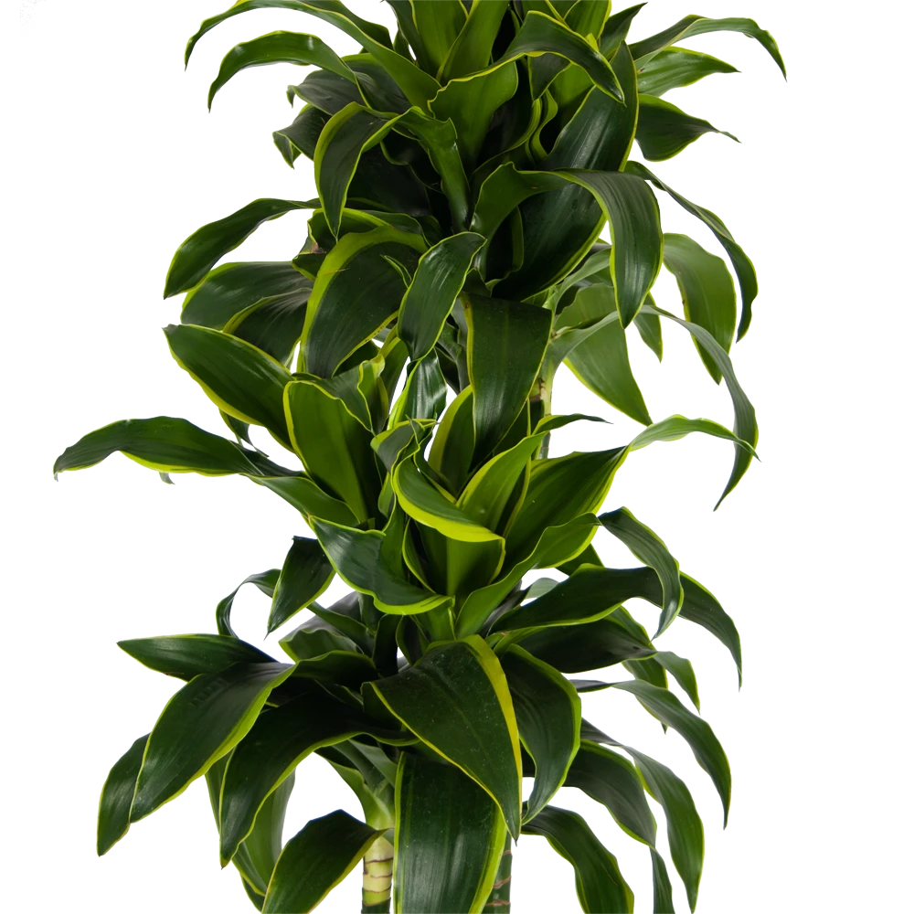Dracaena Dorado - Op Stam - Drakenbloedboom - P27 H180 - Kamerplant 5 Dracaena Dorado - Op Stam - Drakenbloedboom - P27 H180 - Kamerplant - Afbeelding 3