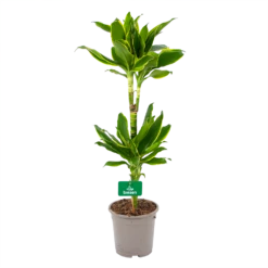Dracaena Golden Coast - Op Stam - Drakenbloedboom - P19 H90 - Kamerplant