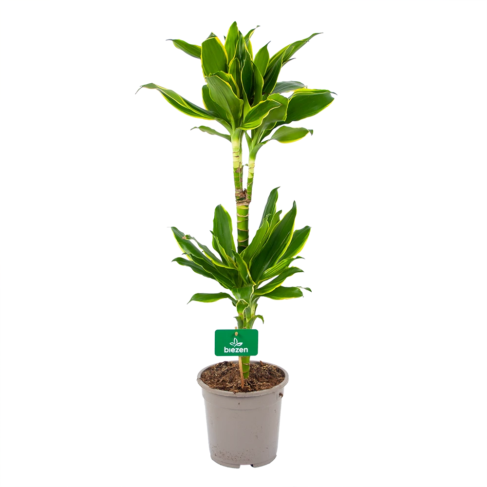 Dracaena Golden Coast - Op Stam - Drakenbloedboom - P19 H90 - Kamerplant 3 Dracaena Golden Coast - Op Stam - Drakenbloedboom - P19 H90 - Kamerplant