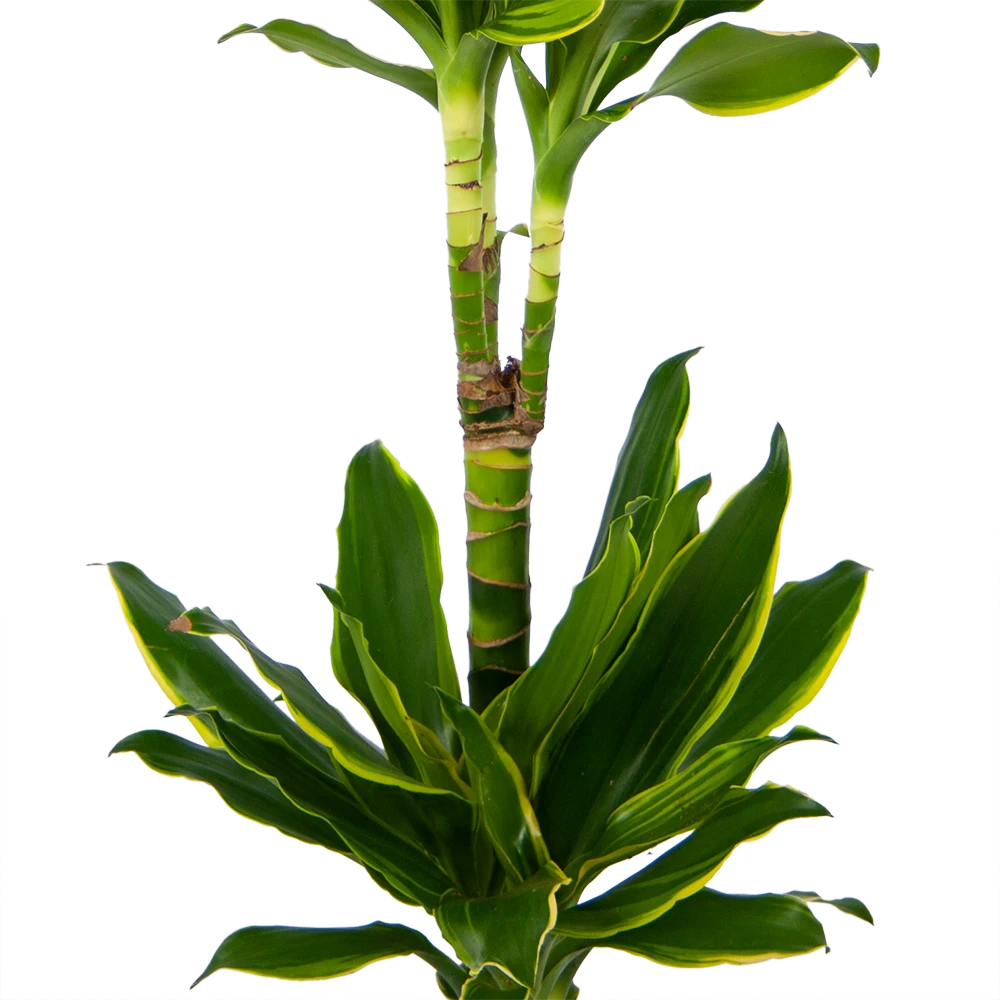 Dracaena Golden Coast - Op Stam - Drakenbloedboom - P19 H90 - Kamerplant 4 Dracaena Golden Coast - Op Stam - Drakenbloedboom - P19 H90 - Kamerplant - Afbeelding 2