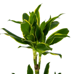 Dracaena Golden Coast - Op Stam - Drakenbloedboom - P19 H90 - Kamerplant 8 Dracaena Golden Coast - Op Stam - Drakenbloedboom - P19 H90 - Kamerplant -Planten Winkel dracaena golden coast op stam drakenbloedboom p19 h90 kamerplant 4