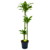 Dracaena Golden Coast - Op Stam - Drakenbloedboom - P24 H150 - Kamerplant -Planten Winkel dracaena golden coast op stam drakenbloedboom p24 h150 1 1