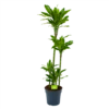 Dracaena Golden Coast - Op Stam - Drakenbloedboom - P27 H150 - Kamerplant