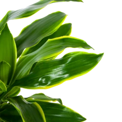 Dracaena Golden Coast - Op Stam - Drakenbloedboom - P27 H150 - Kamerplant -Planten Winkel dracaena golden coast op stam drakenbloedboom p27 h150 6