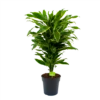 Dracaena Golden Coast - Vertakt - Drakenbloedboom - P21 H80 - Kamerplant -Planten Winkel dracaena golden coastdrakenbloedboom p21 h80 4