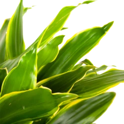 Dracaena Golden Coast - Vertakt - Drakenbloedboom - P21 H80 - Kamerplant 6 Dracaena Golden Coast - Vertakt - Drakenbloedboom - P21 H80 - Kamerplant -Planten Winkel dracaena golden coastdrakenbloedboom p21 h80 5