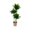 Dracaena Green Jewel - Op Stam - Drakenbloedboom - P28 H140 - Kamerplant 1 Dracaena Green Jewel - Op Stam - Drakenbloedboom - P28 H140 - Kamerplant -Planten Winkel dracaena green jewel op stam drakenbloedboom p28 h140 1