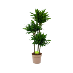 Dracaena Green Jewel - Op Stam - Drakenbloedboom - P28 H140 - Kamerplant