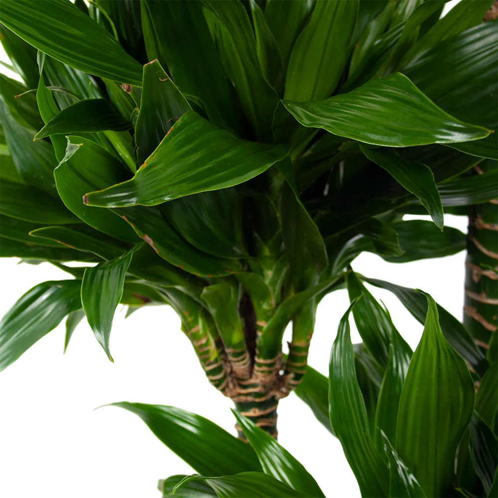 Dracaena Green Jewel - Op Stam - Drakenbloedboom - P28 H140 - Kamerplant 4 Dracaena Green Jewel - Op Stam - Drakenbloedboom - P28 H140 - Kamerplant - Afbeelding 2