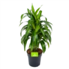 Dracaena Hawaiiana - Vertrakt - Drakenbloedboom - P21 H80 - Kamerplant 1 Dracaena Hawaiiana - Vertrakt - Drakenbloedboom - P21 H80 - Kamerplant -Planten Winkel dracaena hawaiiana vertrakt drakenbloedboom p21 h80 1 3