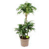 Dracaena Jade Jewel - Op Stam - Drakenbloedboom - P24 H100 - Kamerplant -Planten Winkel dracaena jade jewel op stam drakenbloedboom p24 h100 1