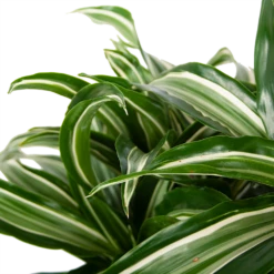 Dracaena Jade Jewel - Op Stam - Drakenbloedboom - P24 H100 - Kamerplant 8 Dracaena Jade Jewel - Op Stam - Drakenbloedboom - P24 H100 - Kamerplant -Planten Winkel dracaena jade jewel op stam drakenbloedboom p24 h100 4