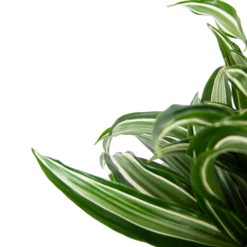 Dracaena Jade Jewel - Op Stam - Drakenbloedboom - P24 H100 - Kamerplant 9 Dracaena Jade Jewel - Op Stam - Drakenbloedboom - P24 H100 - Kamerplant -Planten Winkel dracaena jade jewel op stam drakenbloedboom p24 h100 5