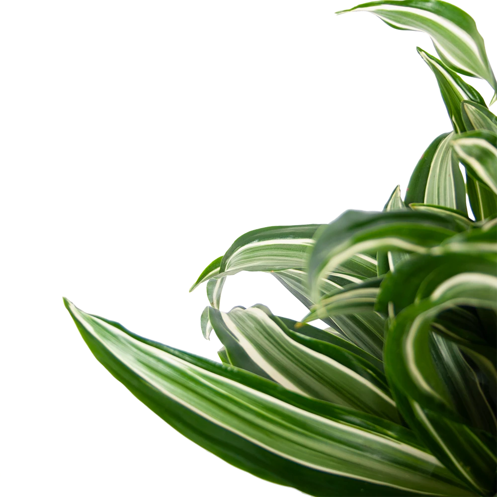 Dracaena Jade Jewel - Op Stam - Drakenbloedboom - P24 H100 - Kamerplant 5 Dracaena Jade Jewel - Op Stam - Drakenbloedboom - P24 H100 - Kamerplant - Afbeelding 3