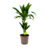 Dracaena Janet Craig - Op Stam - Drakenbloedboom - P17 H70 - Kamerplant -Planten Winkel dracaena janet craig op stam drakenbloedboom p17 h70 1