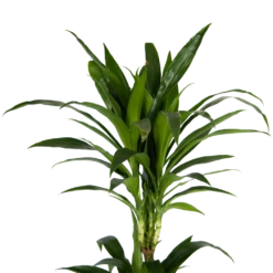 Dracaena Janet Craig - Op Stam - Drakenbloedboom - P24 H140 - Kamerplant -Planten Winkel dracaena janet craig op stam drakenbloedboom p24 h140 kamerplant 4