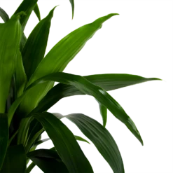 Dracaena Janet Craig - Op Stam - Drakenbloedboom - P34 H170 - Kamerplant 8 Dracaena Janet Craig - Op Stam - Drakenbloedboom - P34 H170 - Kamerplant -Planten Winkel dracaena janet craig op stam drakenbloedboom p34 h170 6 1