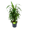 Dracaena Janet Craig - Vertrakt - Drakenbloedboom - P21 H80 - Kamerplant -Planten Winkel dracaena janet craig vertrakt drakenbloedboom p21 h80 1 3