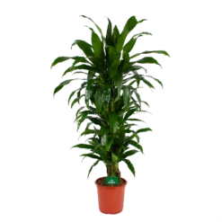 Dracaena Janet Craig - Vertrakt - Drakenbloedboom - P24 H110 - Kamerplant